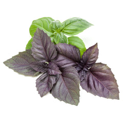 Basil Hydroponic Seed for Indoor Smart Garden