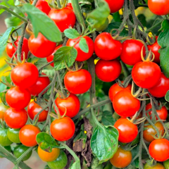 picture of tomato included in the tomatoes pack photo 1