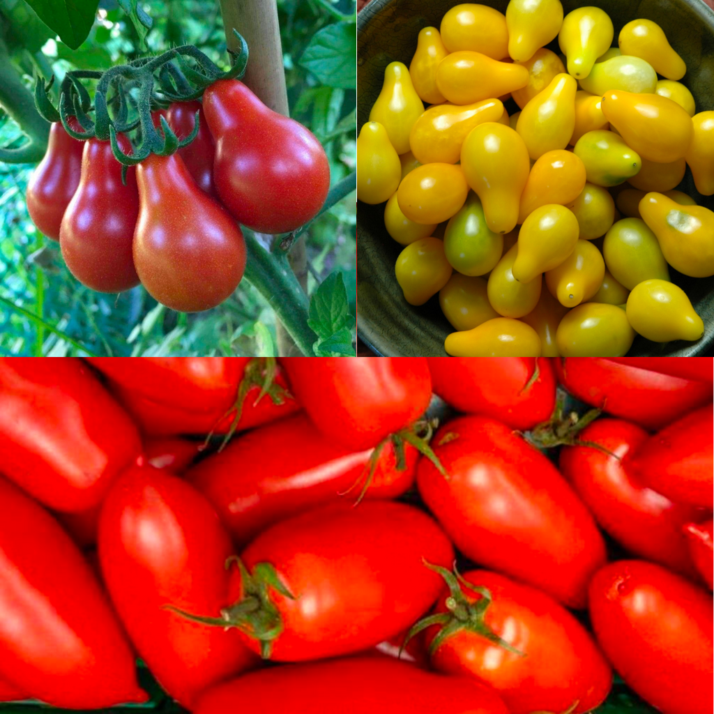 picture of tomatoes included in the tomatoes pack photo 2
