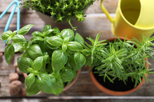 Indoor gardening setup with hydroponic system growing fresh basil and herbs on a kitchen countertop.