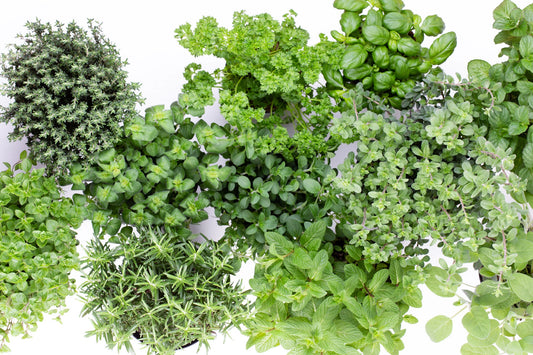 indoor herb garden from kitchen setup