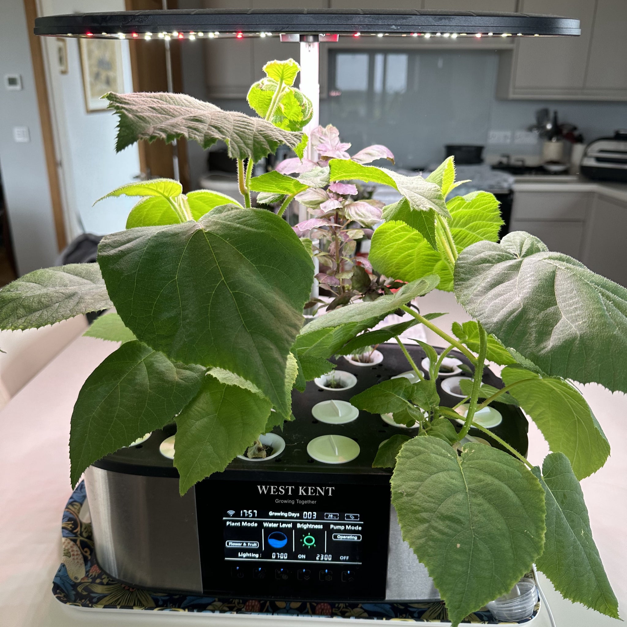 A West Kent 21 Pod ‘Luxury’ Indoor Hydroponic Smart Garden West Kent
