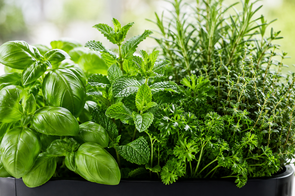 Herbs