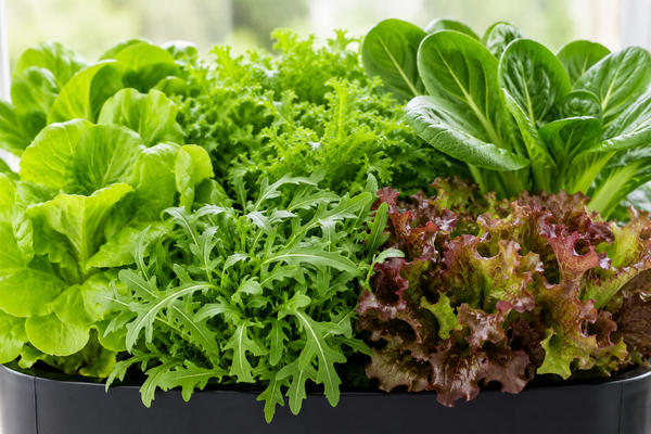 Salad Greens