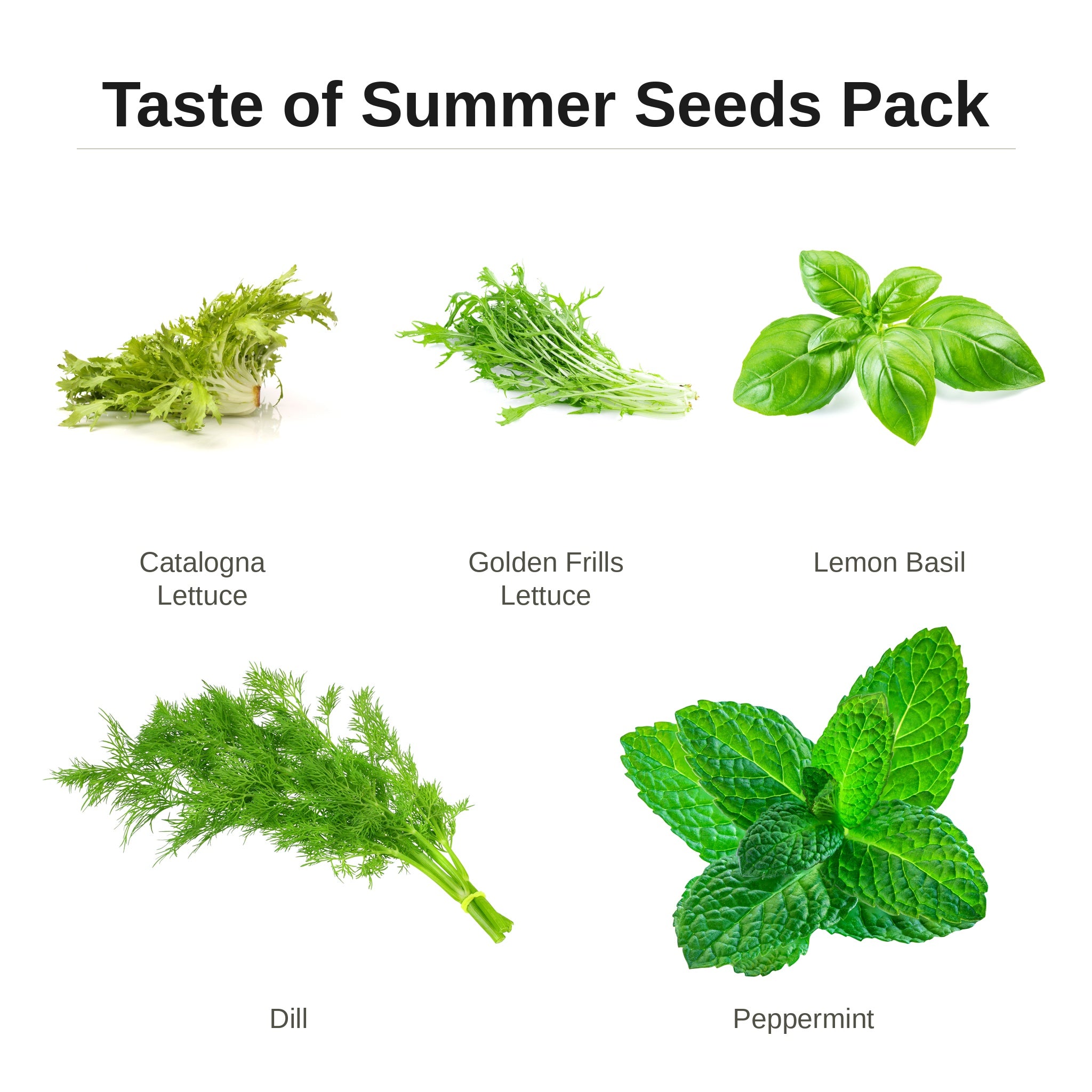 Taste of Summer Seeds Pack – catalogna lettuce, golden frills lettuce, lemon basil, dill and peppermint seed pack for indoor hydroponic gardens