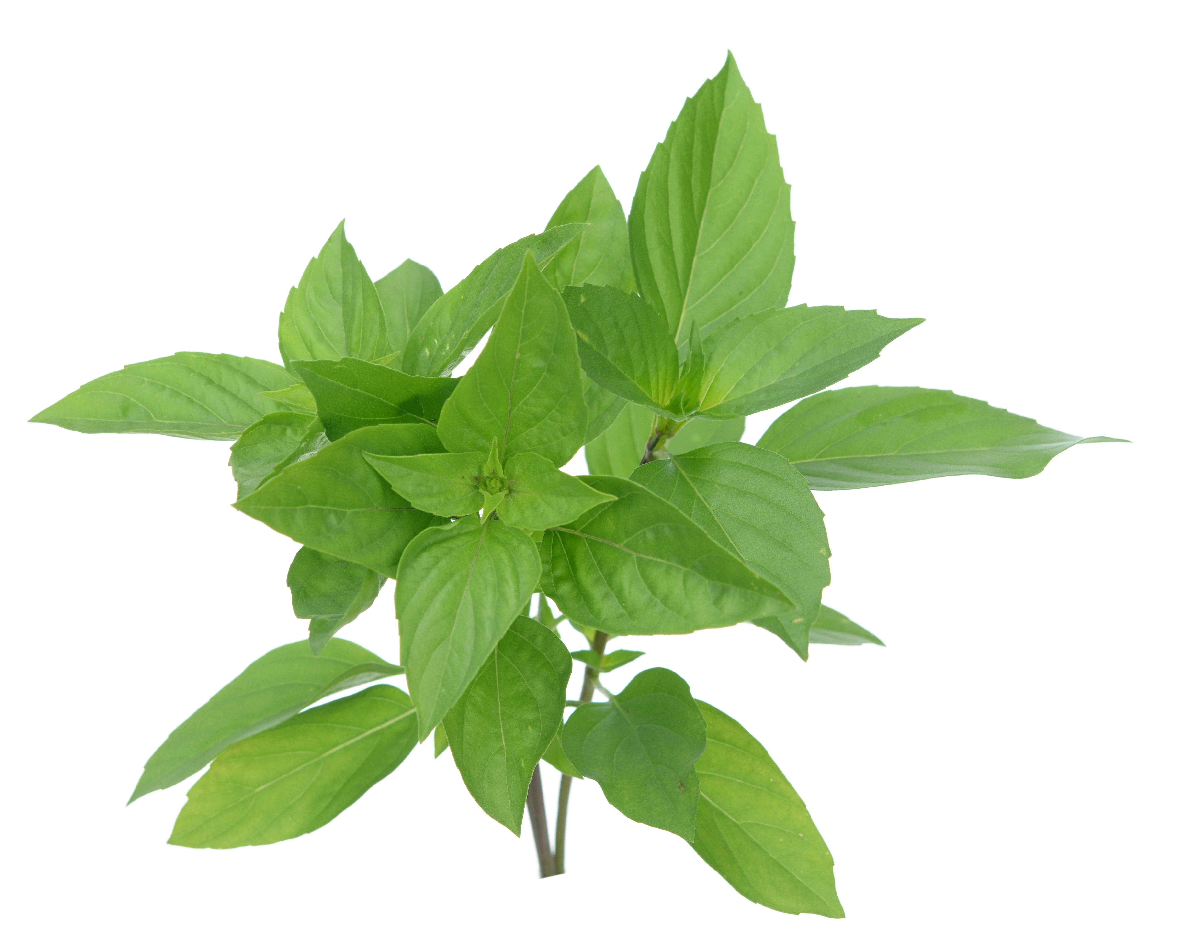 Asian Herb Mix - Hydroponic Seeds