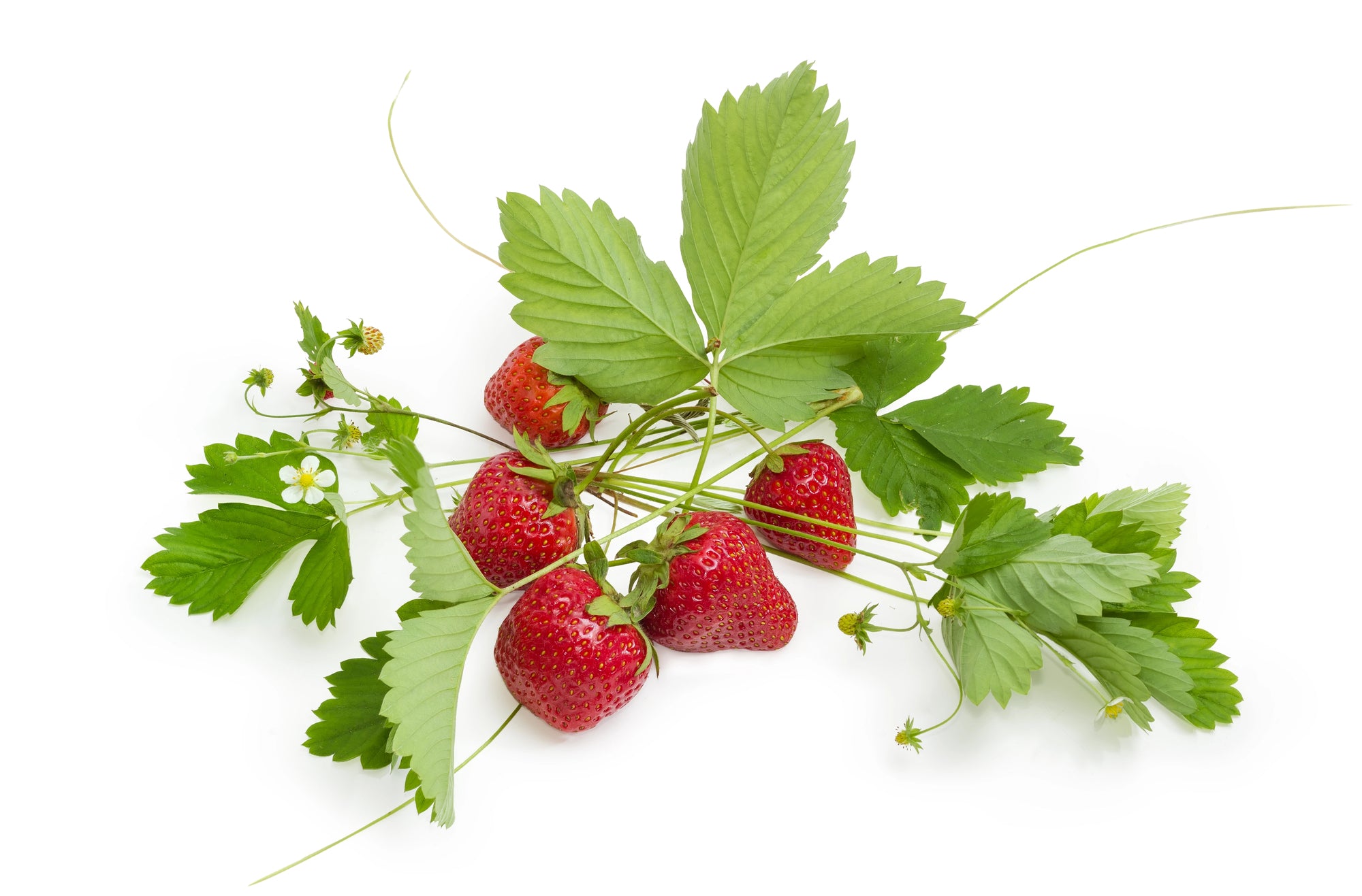 Alpine Strawberry seeds with small, aromatic berries perfect for indoor hydroponic gardens