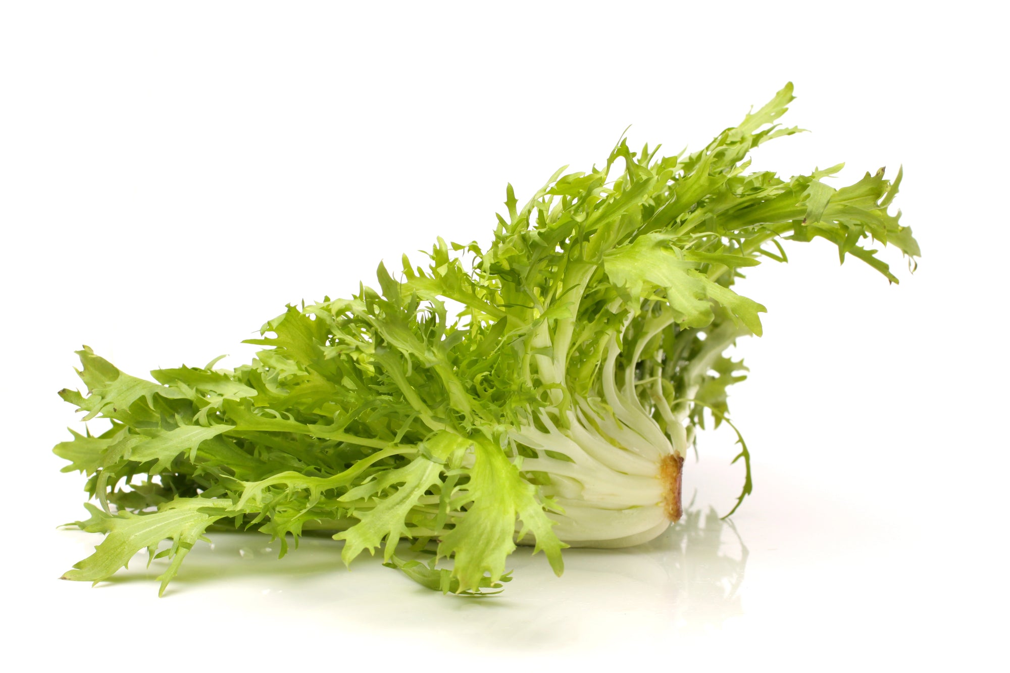 Catalogna Lettuce seeds and crisp Italian leaf lettuce for indoor hydroponic growing