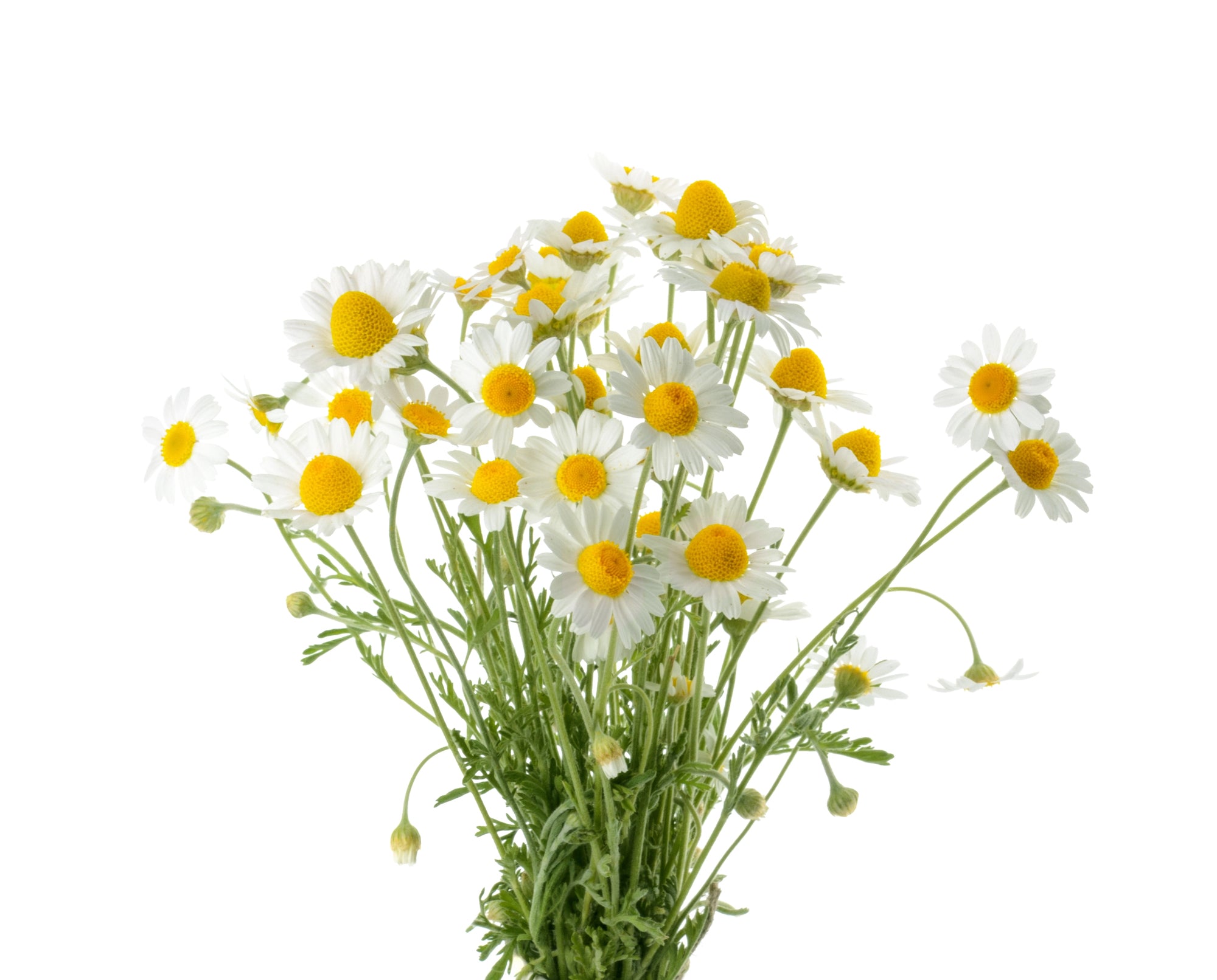 Winter Herb & Tea Pack