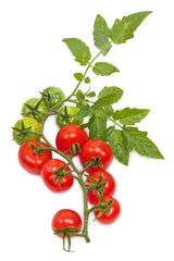 Kids' Fun Pack - Hydroponic Seeds