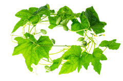 Hydroponic Fruit Seeds