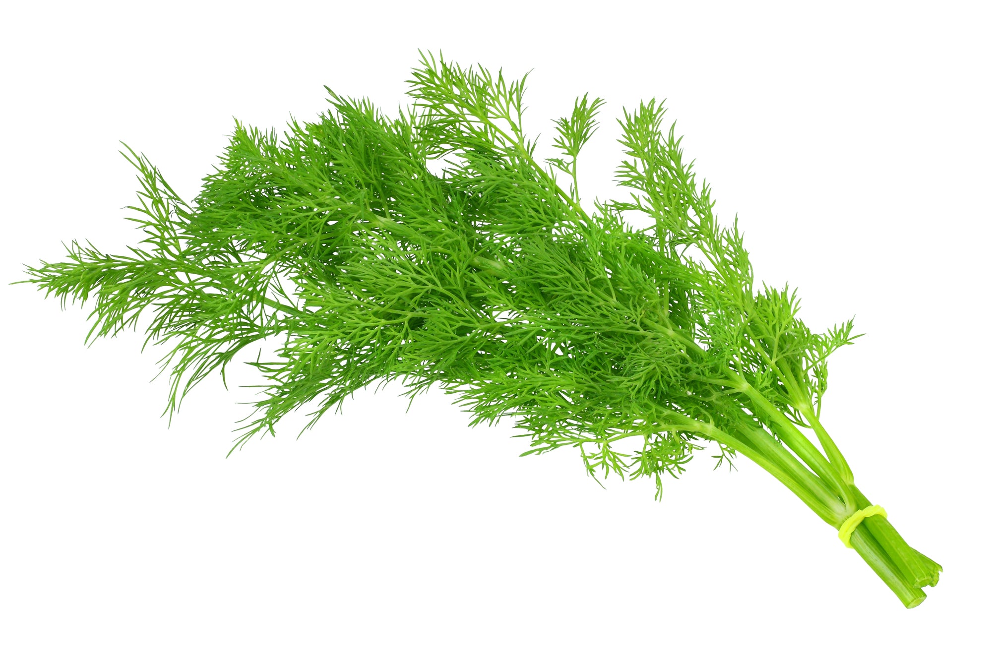Dill seeds with feathery aromatic leaves for Smart Garden growing