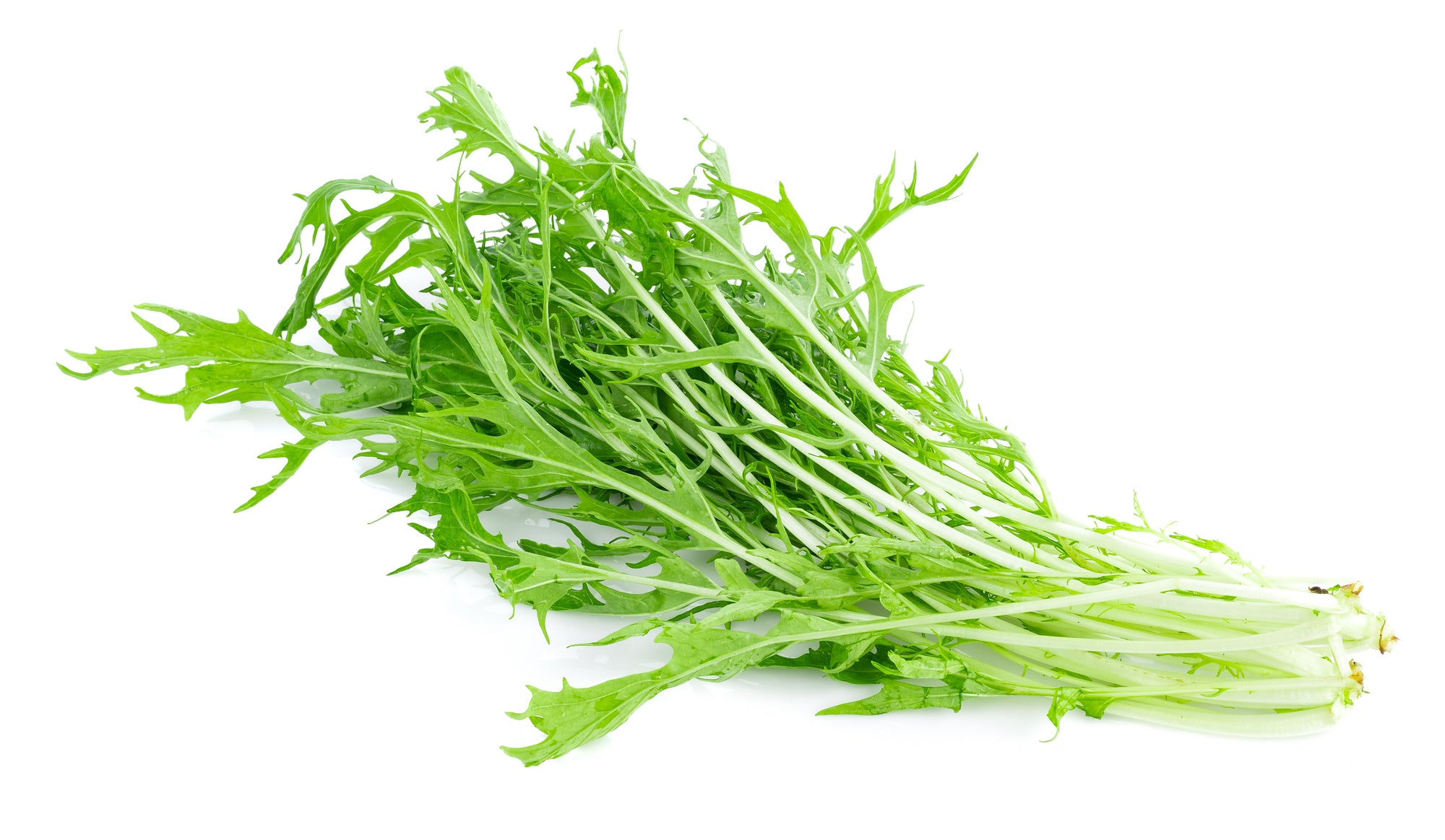 Golden Frills Lettuce seeds with frilly leaves and mild flavour for indoor Smart Garden growing