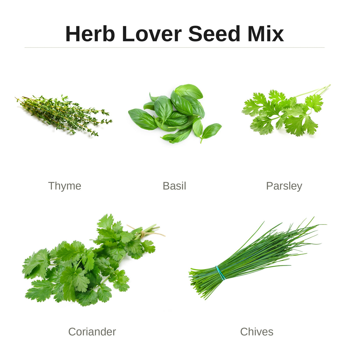 Herb Lover Seed Mix – thyme, basil, parsley, coriander and chives seed pack for indoor hydroponic gardens