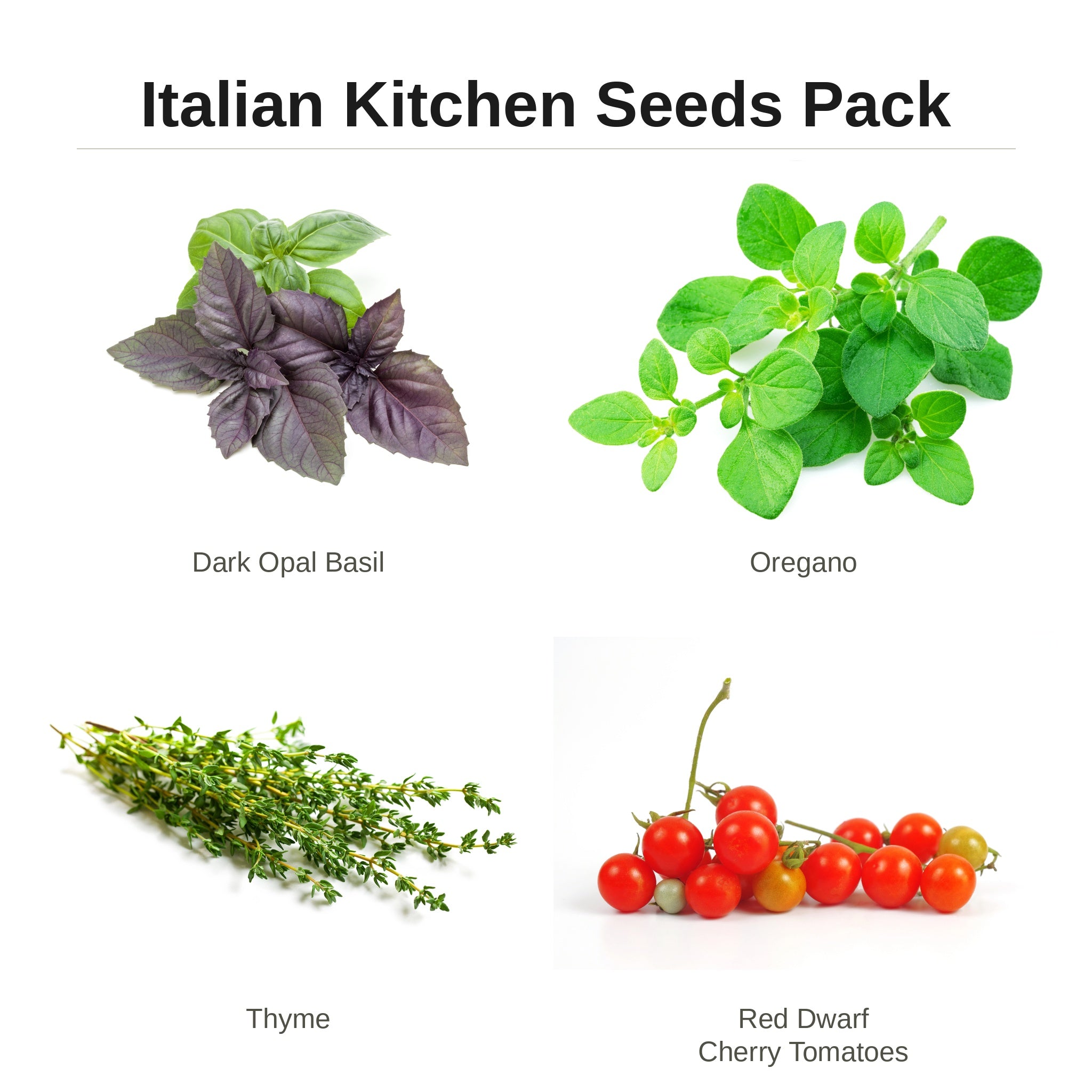 Italian Kitchen Seeds Pack – dark opal basil, oregano, thyme and red dwarf cherry tomatoes seed pack for indoor hydroponic gardens