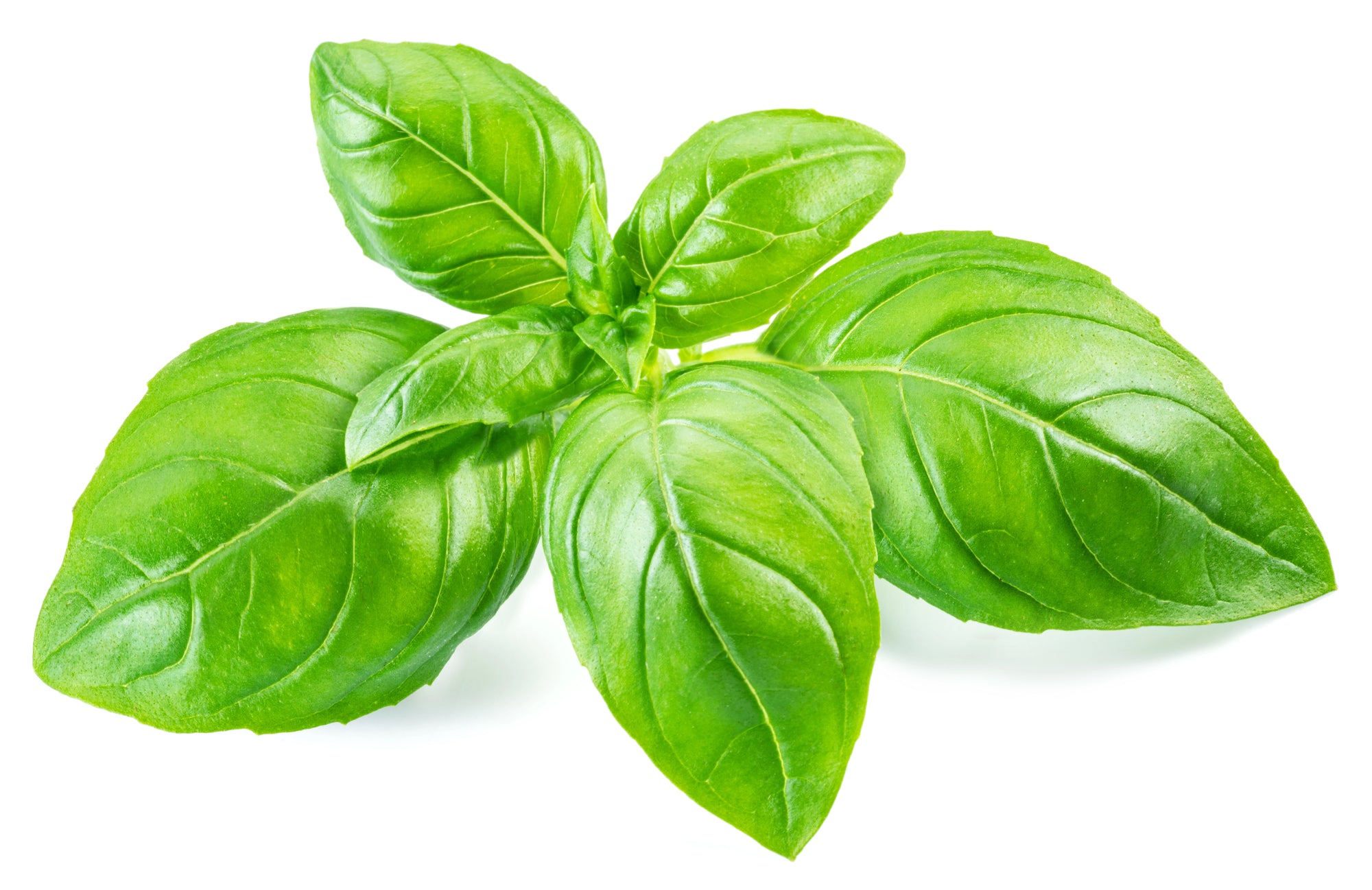 Lemon Basil seeds and bright citrusy leaves for indoor hydroponic gardens