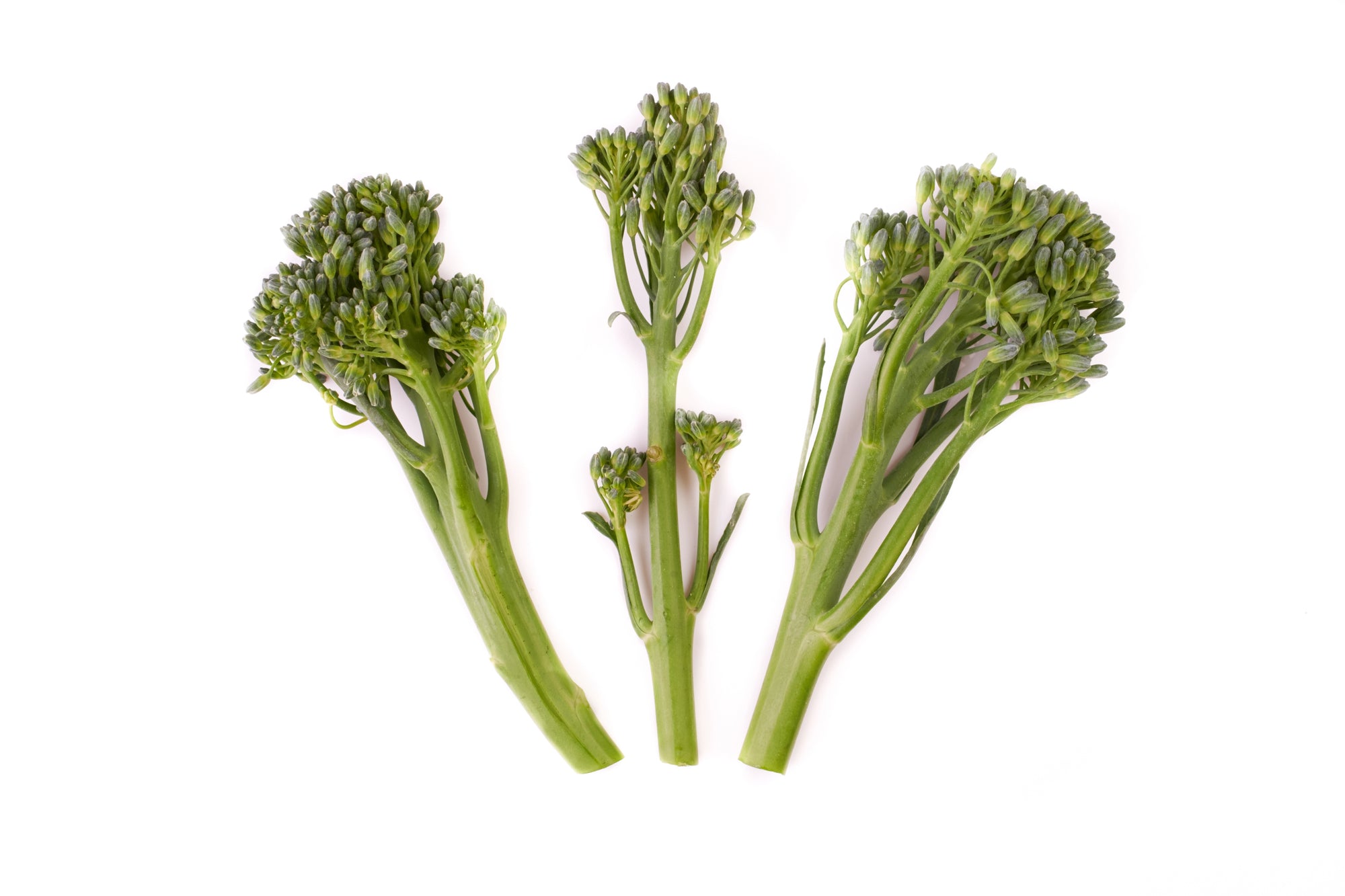 Sprouting Broccoli Hydroponic Seed for Smart Garden
