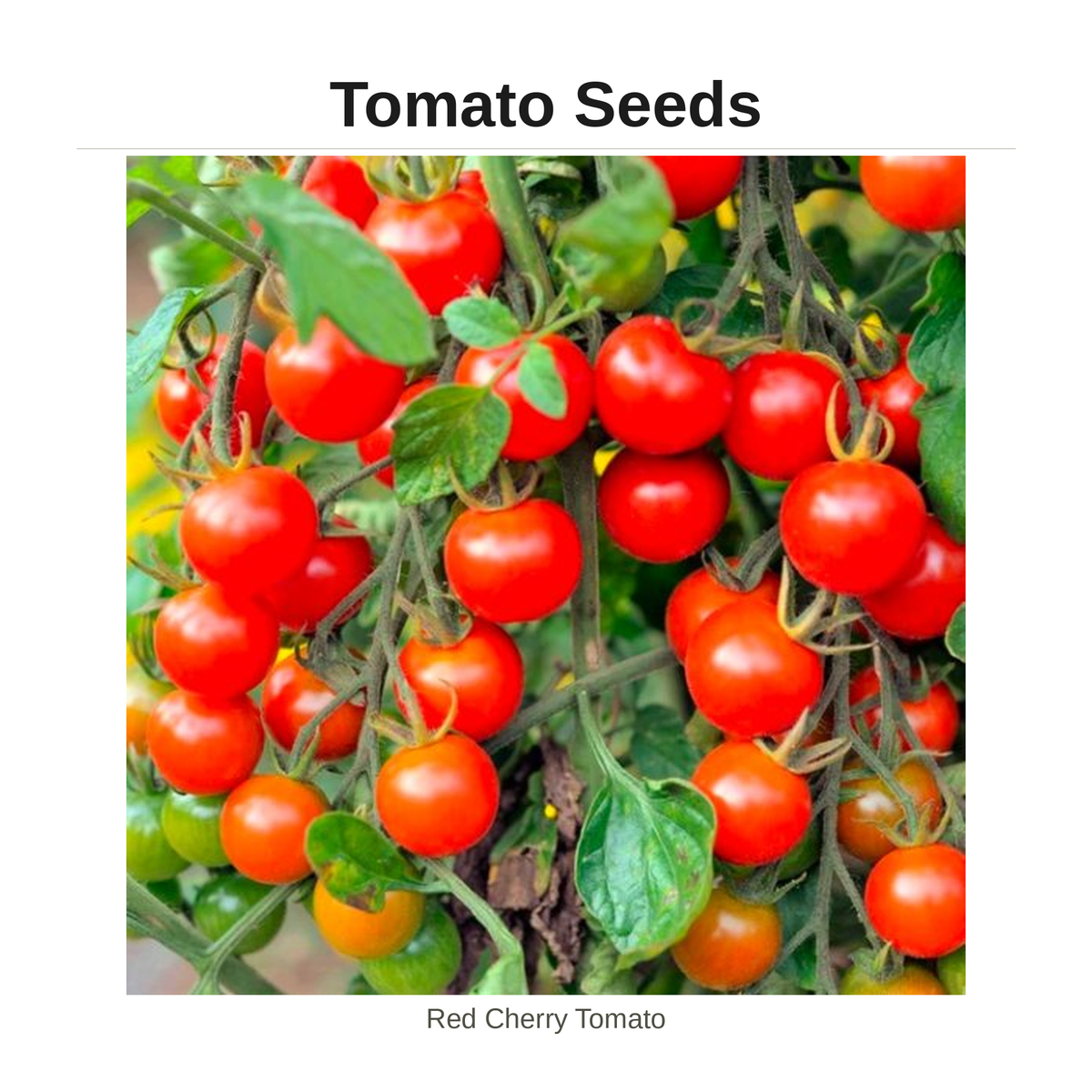 Tomato Seeds