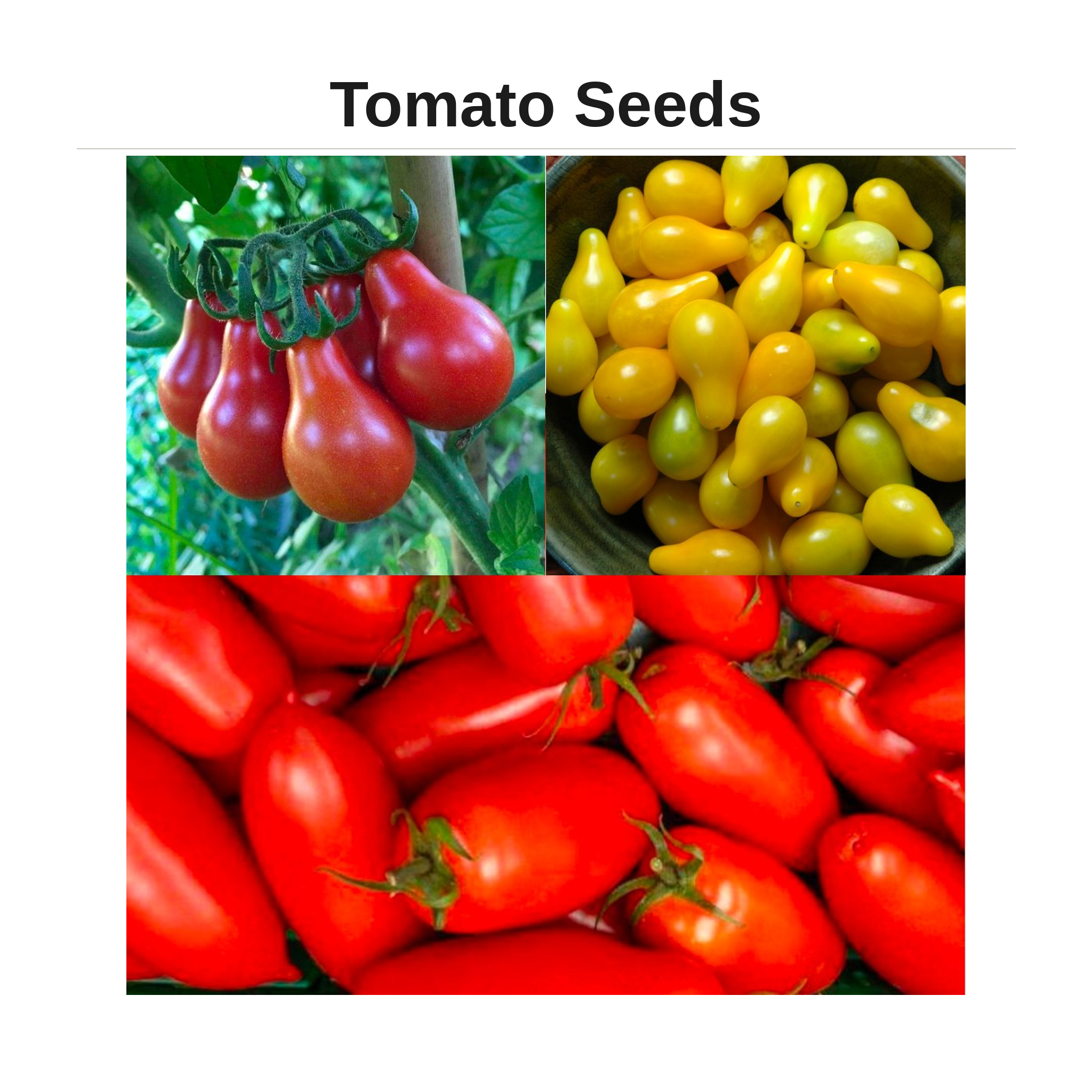 Tomato Seeds