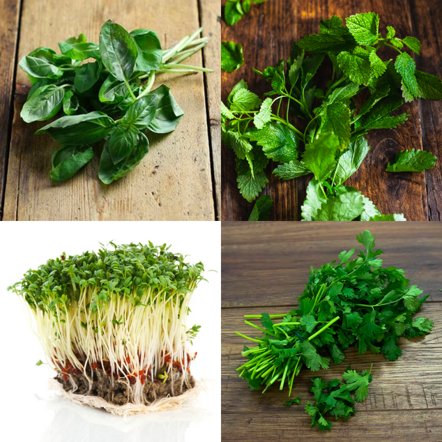 A picture of some of the herbs that are in a pack of seeds photo 2
