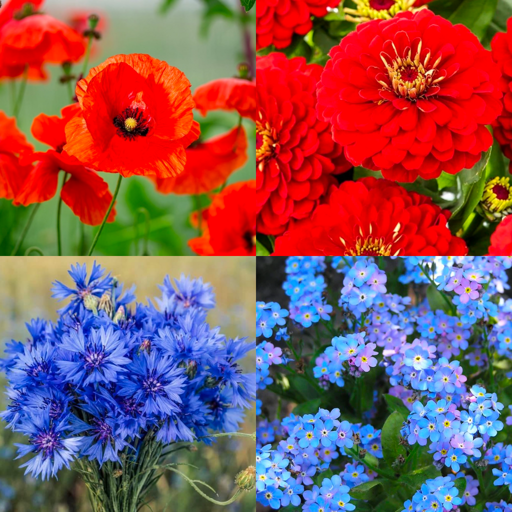 Pictures of forget-me-nots and poppies