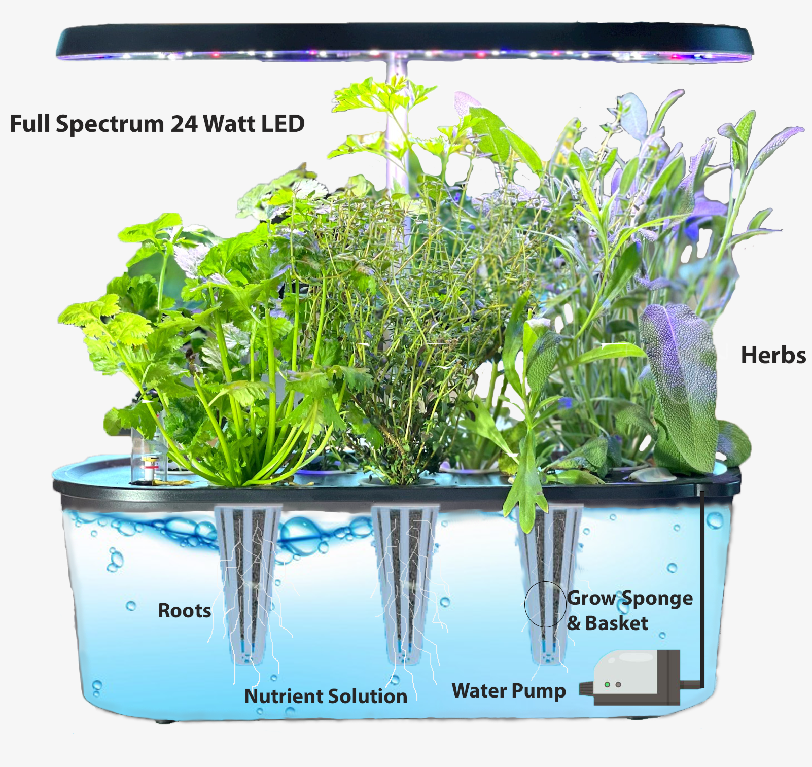 Diagram of hydroponic system inside West Kent 15-Pod Smart Garden showing water reservoir, nutrient flow, and sponge-based plant pods