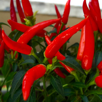 Chilli Seeds
