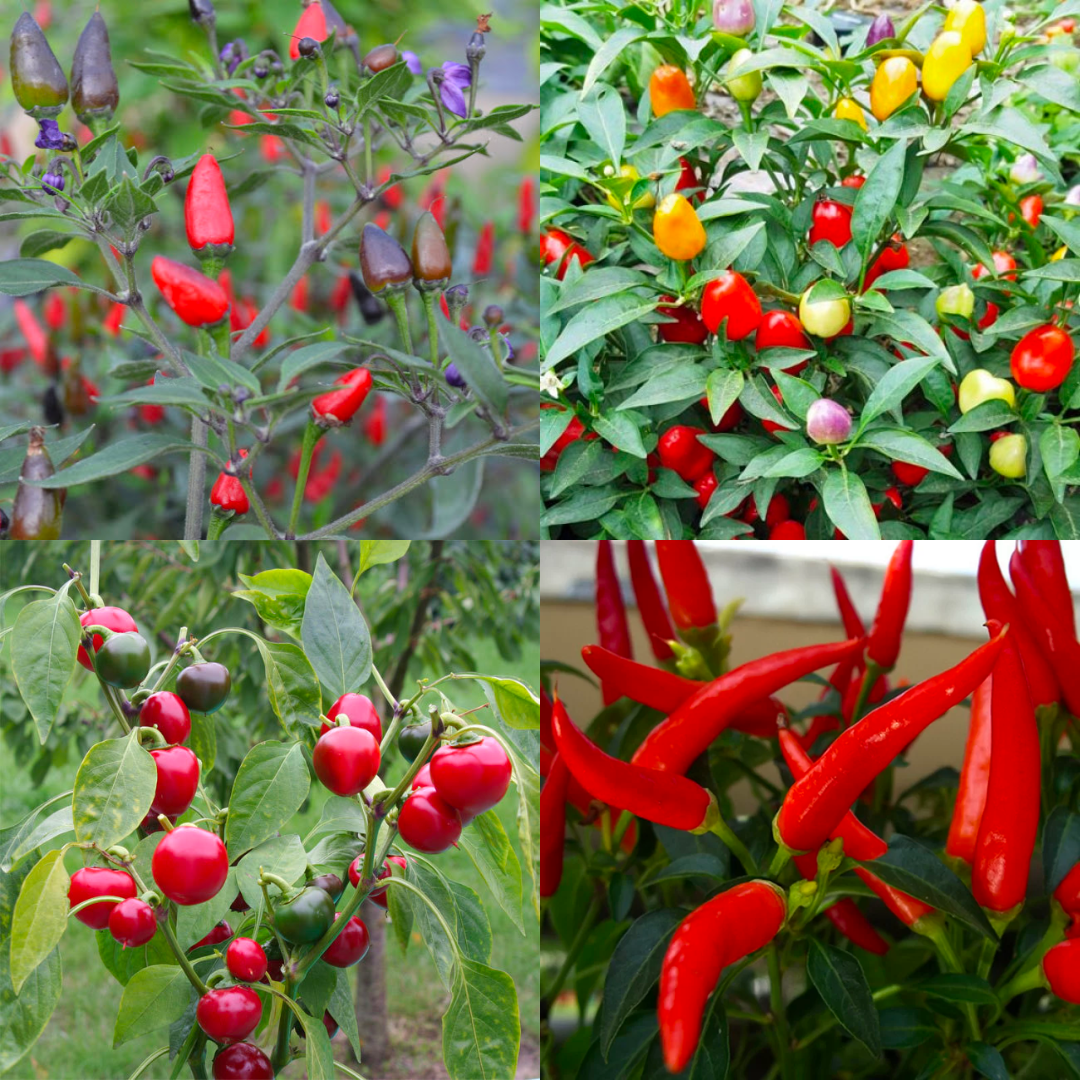 picture of chillis included in the chilli pack photo 1