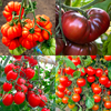 picture of tomato included in the tomatoes pack photo 1